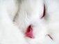 Profile picture for user snowcat