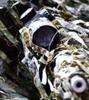 Profile picture for user chameleon