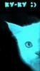 Profile picture for user galargo