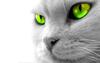 Profile picture for user vch48