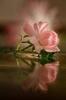 Profile picture for user Romantique