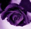 Profile picture for user Maeve92